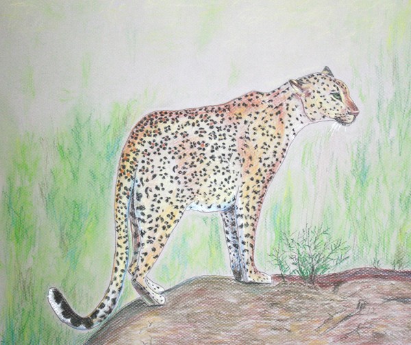 Leopard watching