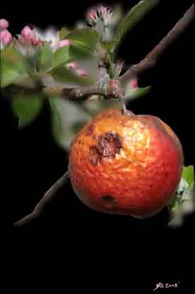 ROTTEN APPLE
