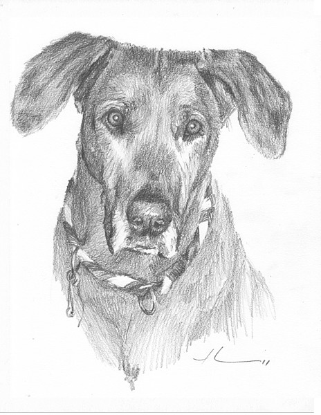 ridgeback dog drawing