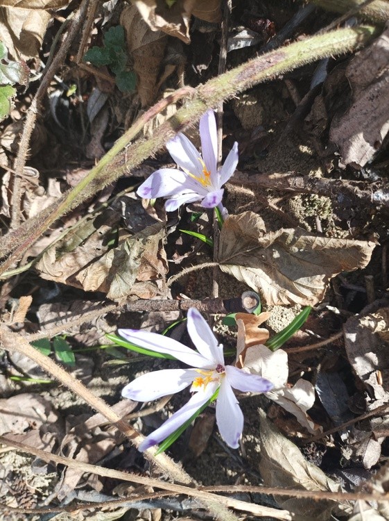 Late crocuses