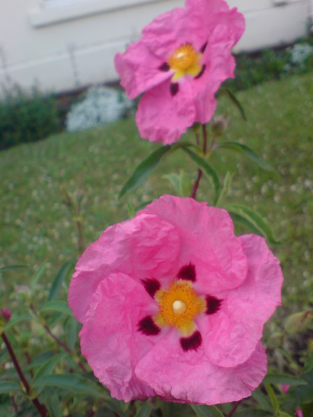 Pink I