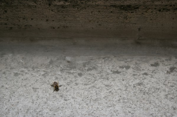 bee