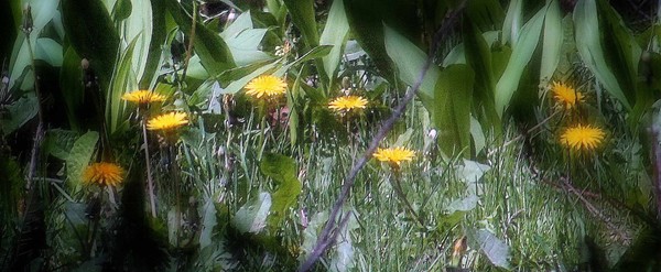Dandelions
