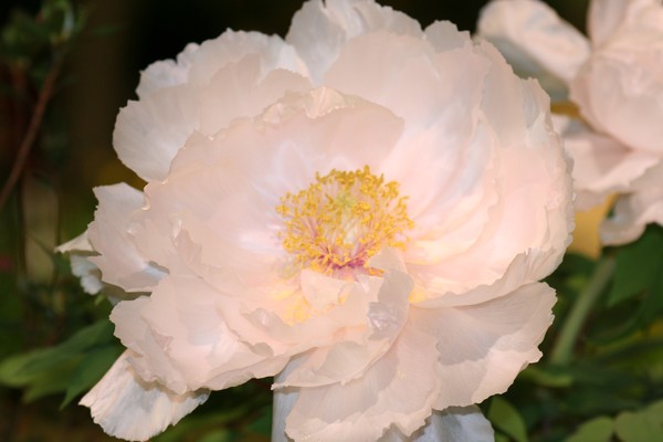 White Peony