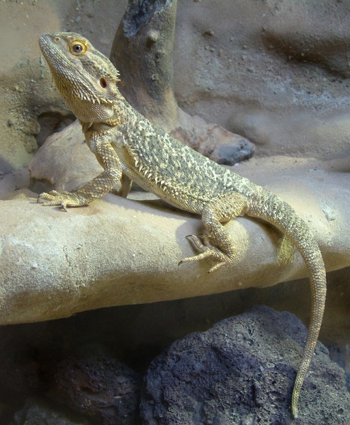 Bearded Dragon