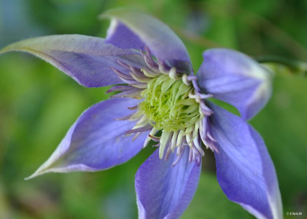 Clematis