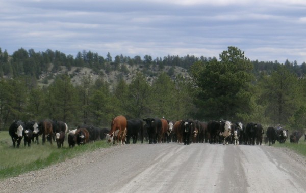 Cattle Drive