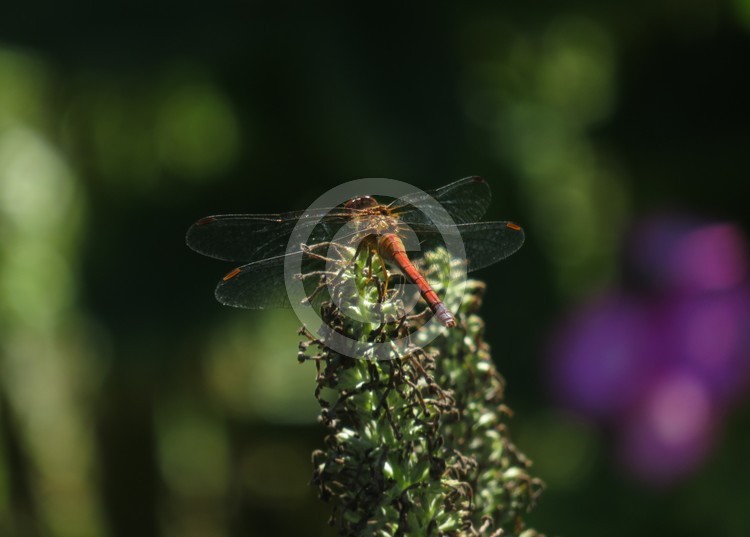 Dragonfly