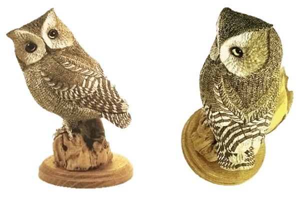 Western Screech Owl