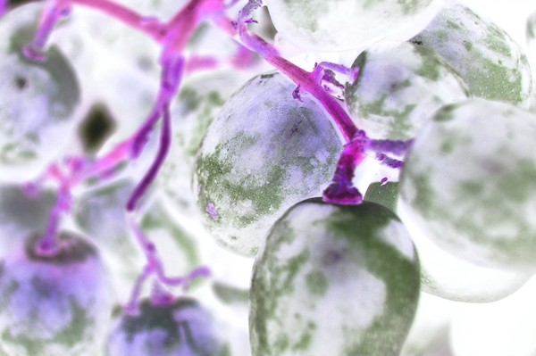 pink fluorescence