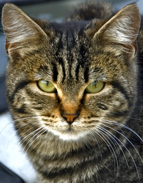 FELINE LOOK