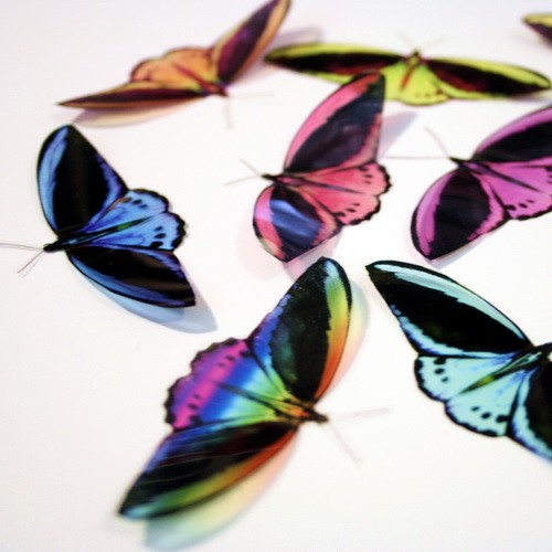 B003 - 12 x Cairns Birdwing Butterflies (wings dow