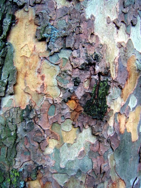 Tree bark