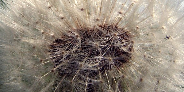 Dandelion