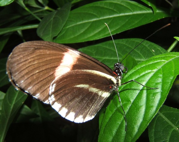 Another butterfly