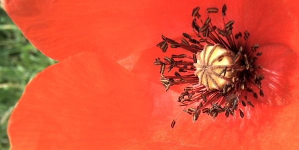 Poppy #3