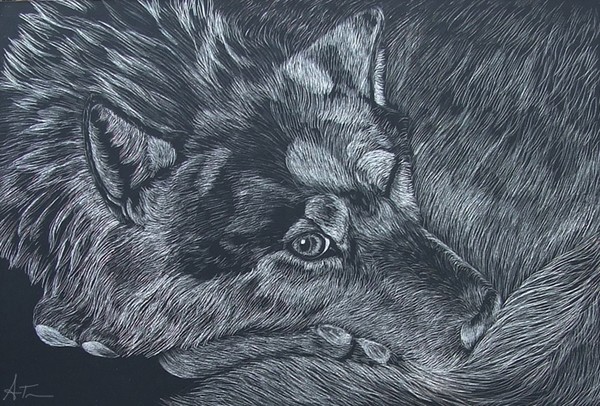 Wolf Scratchboard