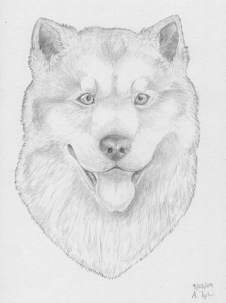 Samoyed