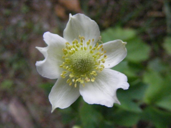 White flower