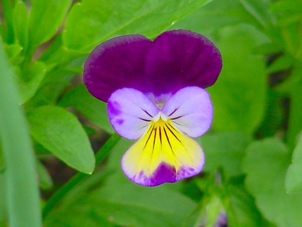 Viola Antique Lace