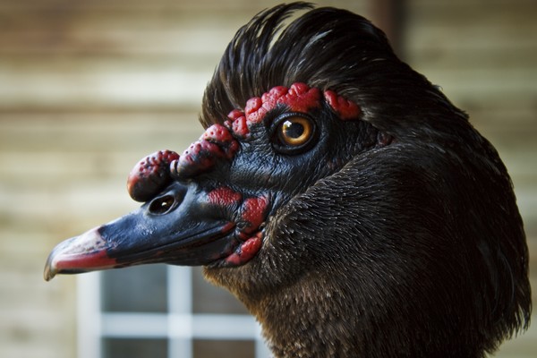 bird profile 