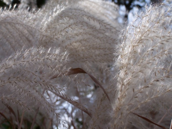 Ornamental Grass 3