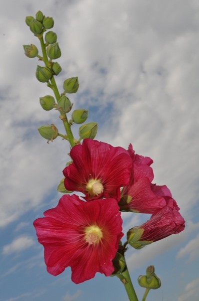 Flowertower