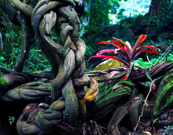 Grow Where You're Planted II