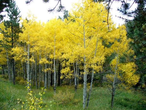 Colorado Aspens