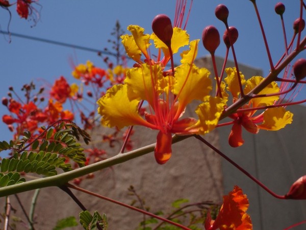 Desert Color