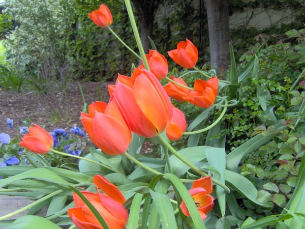 red tulips