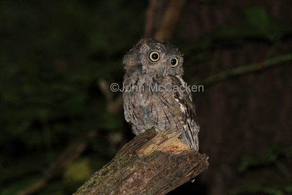 Screech Owl in the Wild!