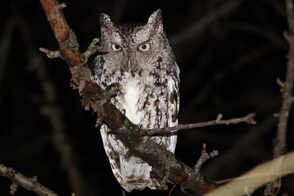 Eastern Screech Owl