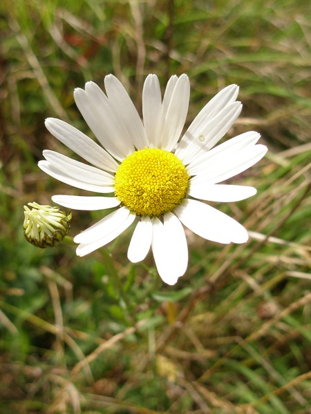 Daisyish