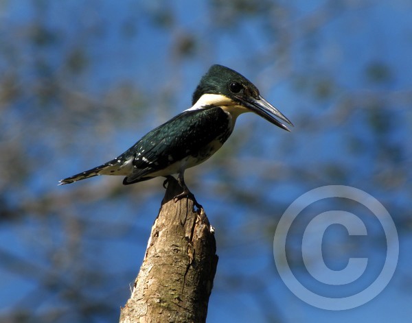 Female Green Kingfisher
