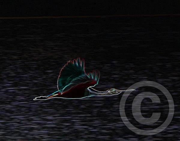 Spoonbill with glowing edges!