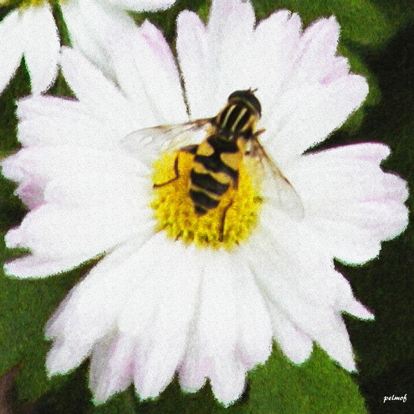 Daisy and the Bee