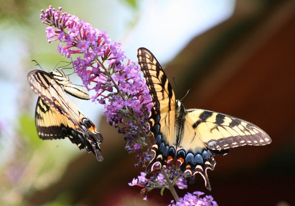 Eastern Tiger Swallowtail 3