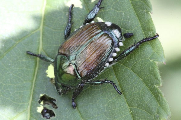 BEETLE POO!