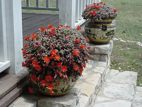 Peanut Cactus in Bloom