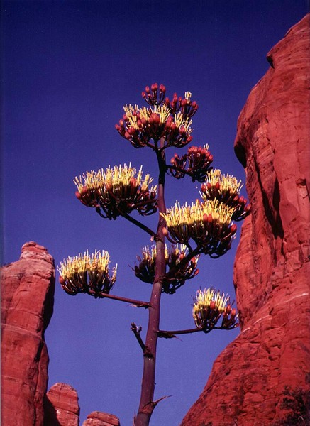 desert flower
