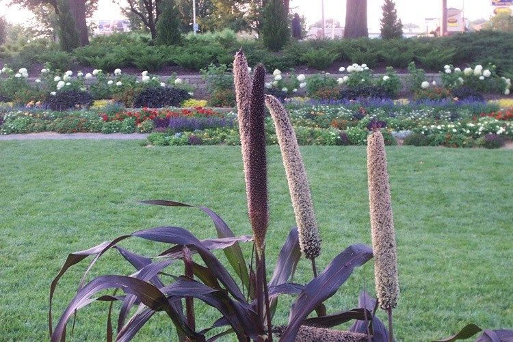 Sunken Gardens Pussy Willow