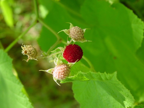 DEB-09_048_