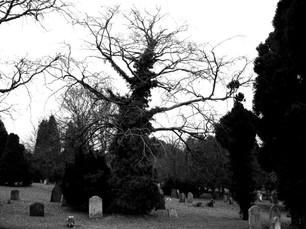 Winter Tree 13