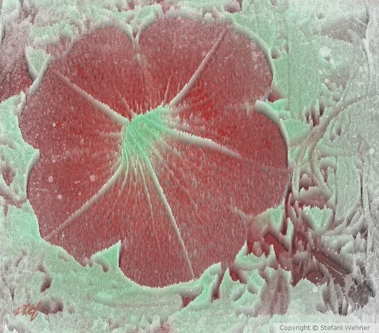 flowerprint in snow