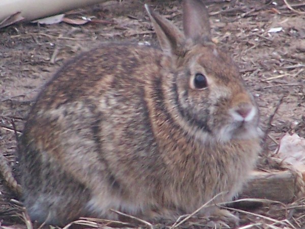 Mr. Peter CottonTail