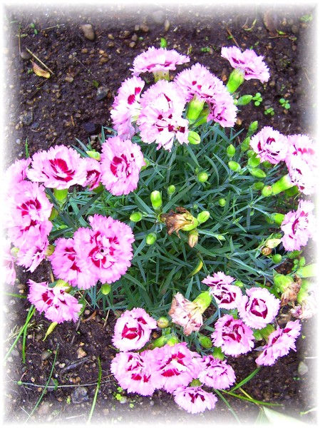 PINKS