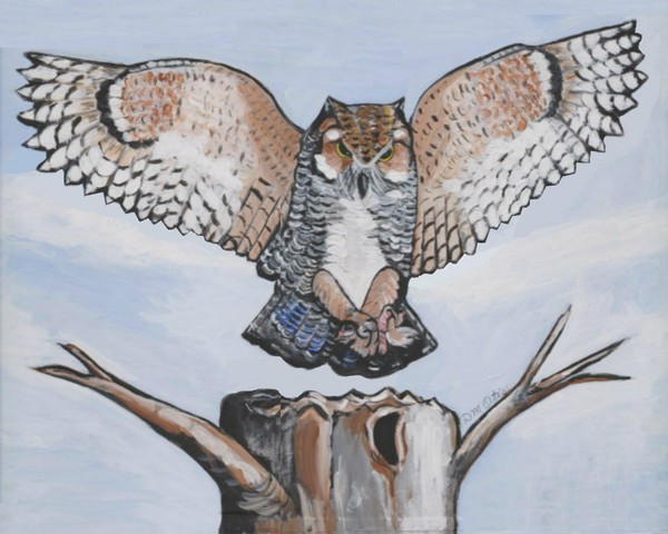 Beautiful Owl Landing