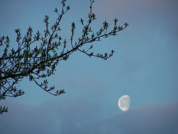 Moon beckons spring