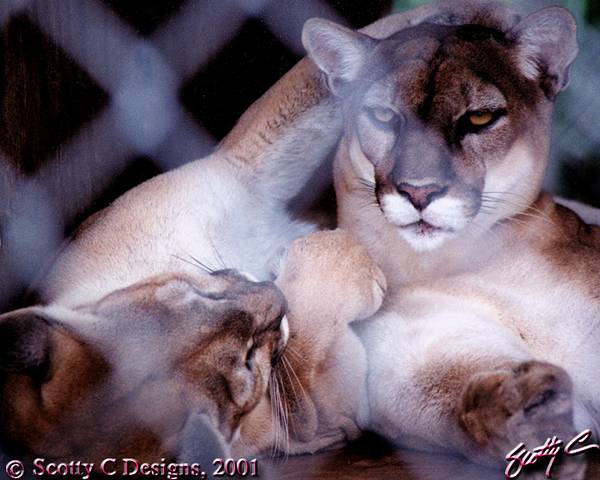 CAGED BEAUTY
